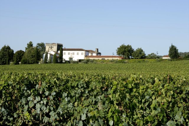 A Selection of Portuguese Wines & Port